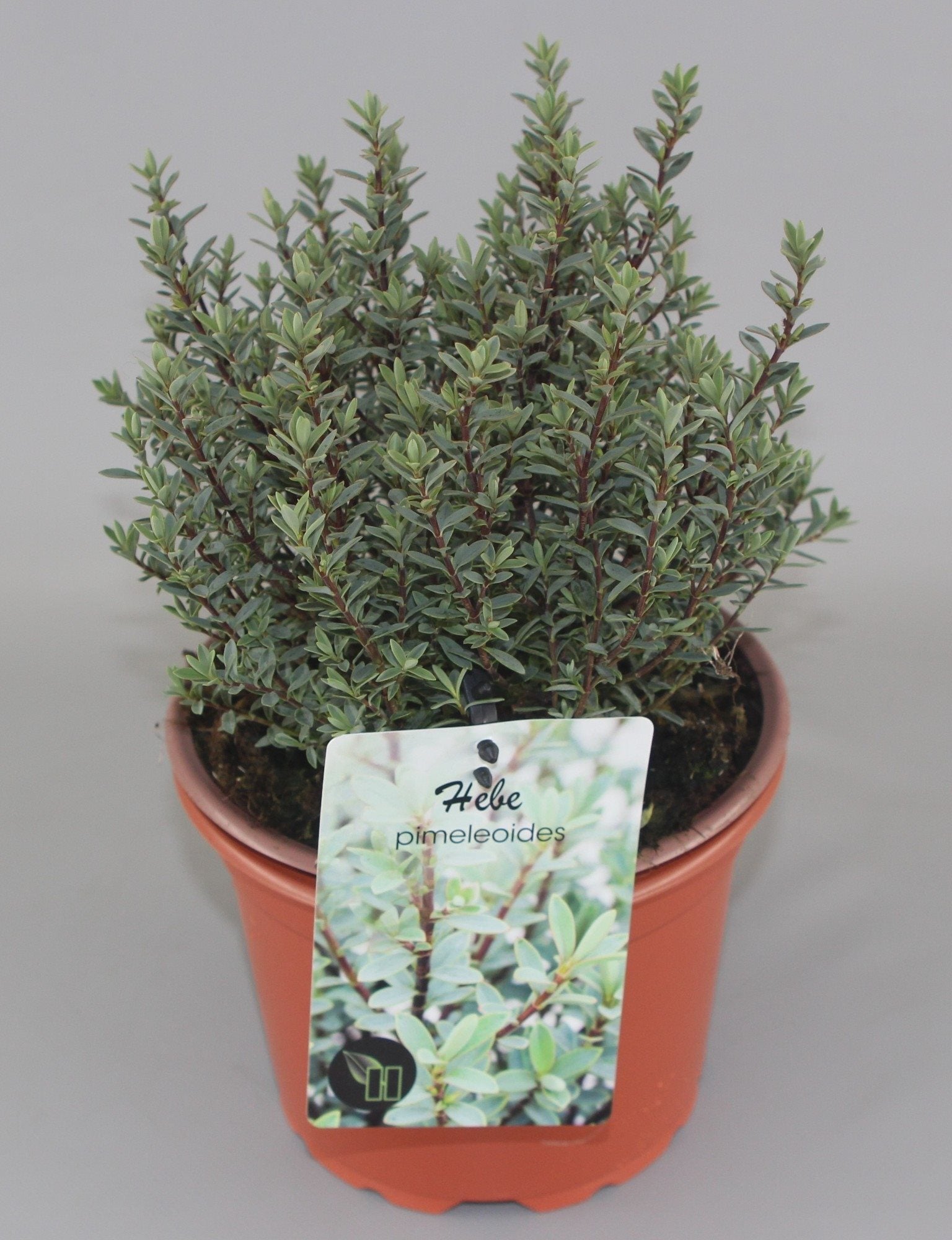 Hebe pimeleoides - Struikveronica