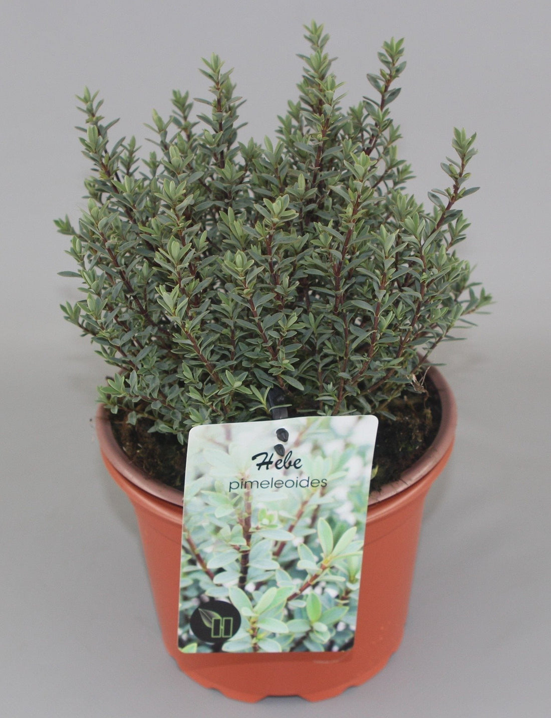 Hebe pimeleoides - Struikveronica