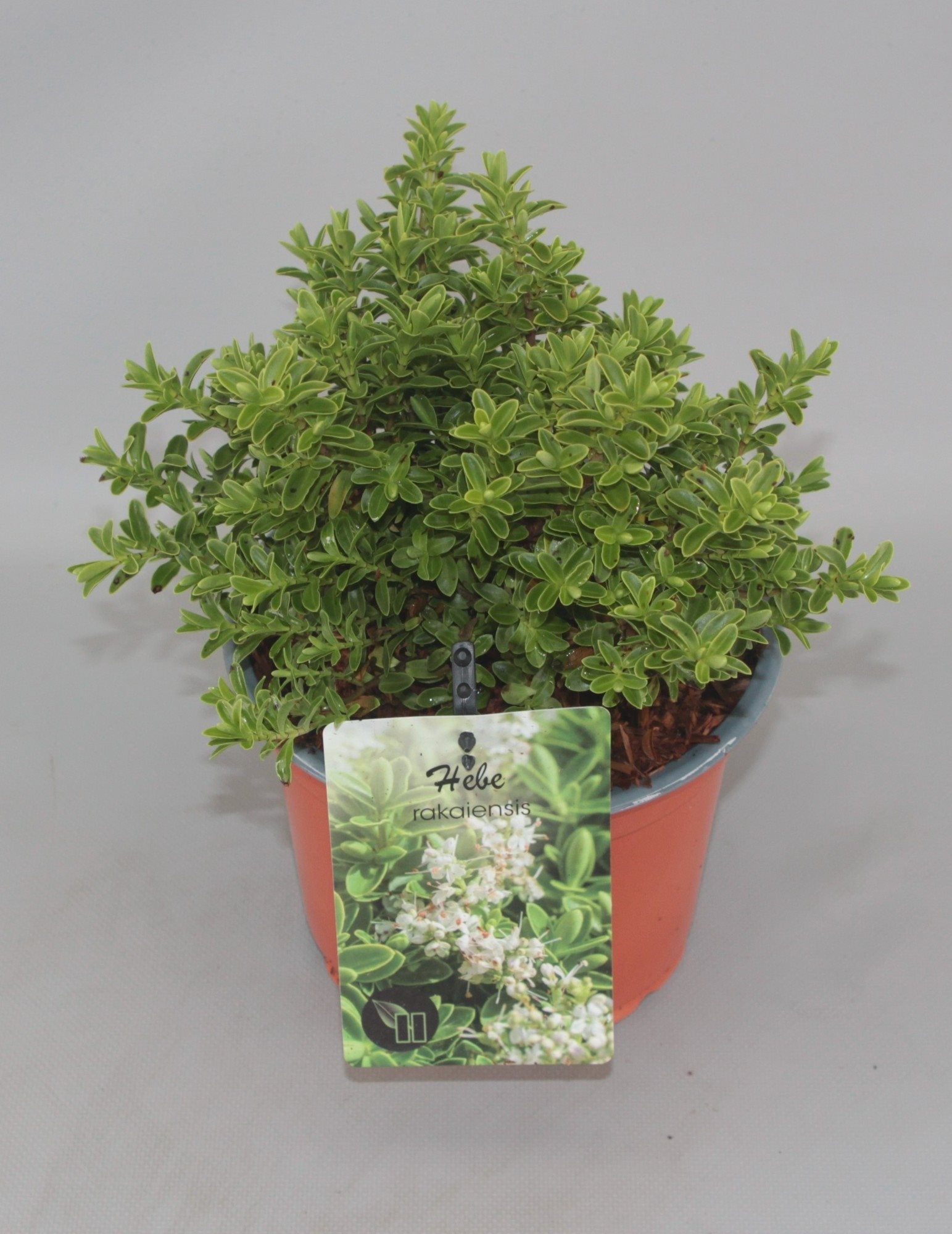 Hebe rakaiensis - Struikveronica