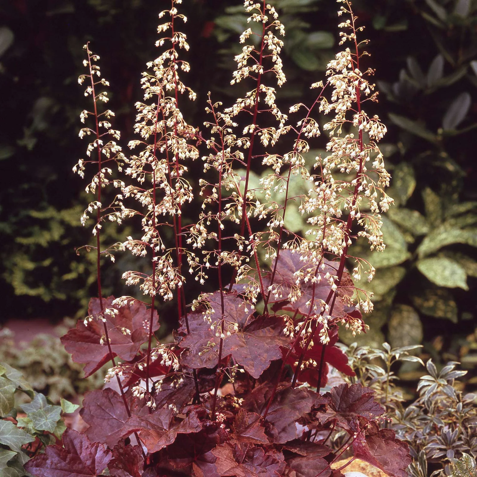 Heuchera micrantha 'Palace Purple' - Purperklokje