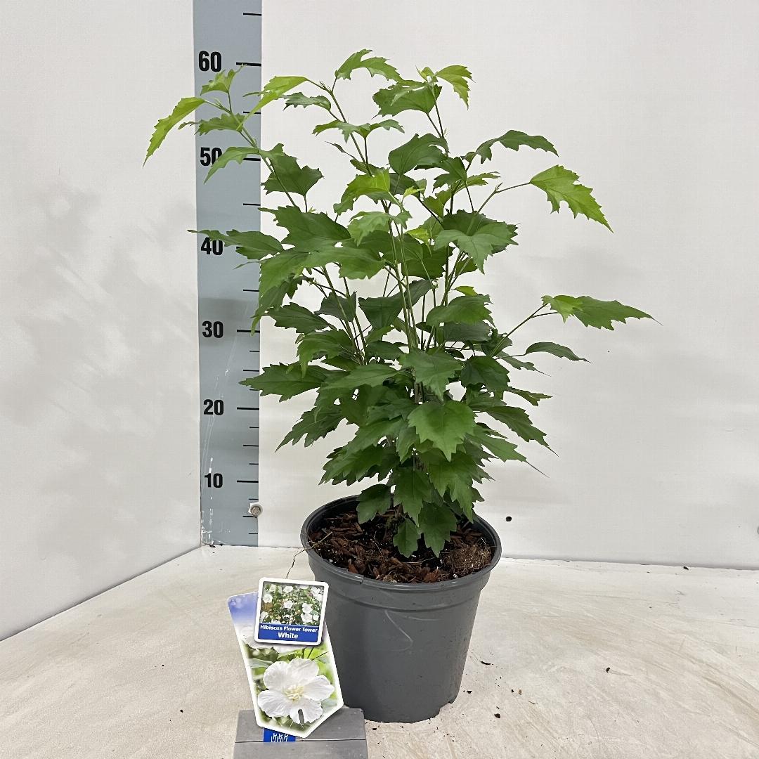 Hibiscus syriacus 'Flower Tower White' - Althaeastruik
