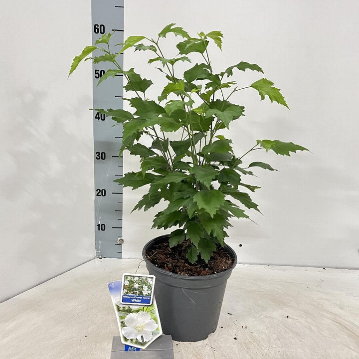 Hibiscus syriacus 'Flower Tower White' - Althaeastruik
