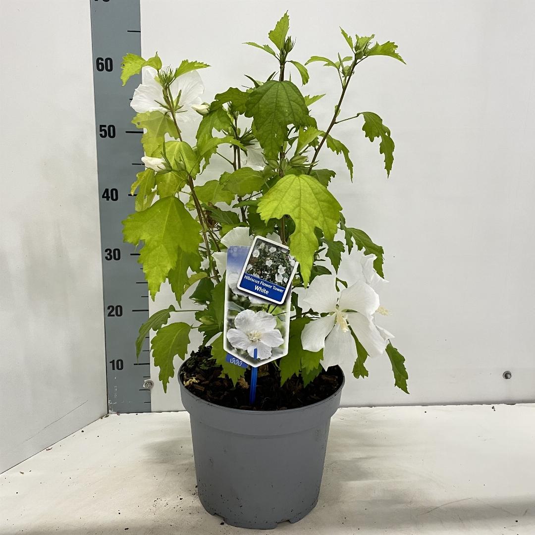 Hibiscus syriacus 'Flower Tower White' - Althaeastruik