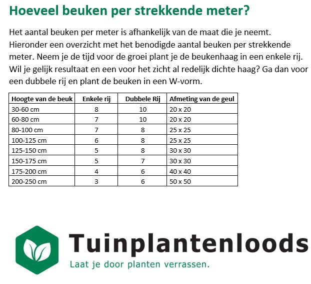 Carpinus betulus - Haagbeuk blote wortel - Pakket voor 10 meter