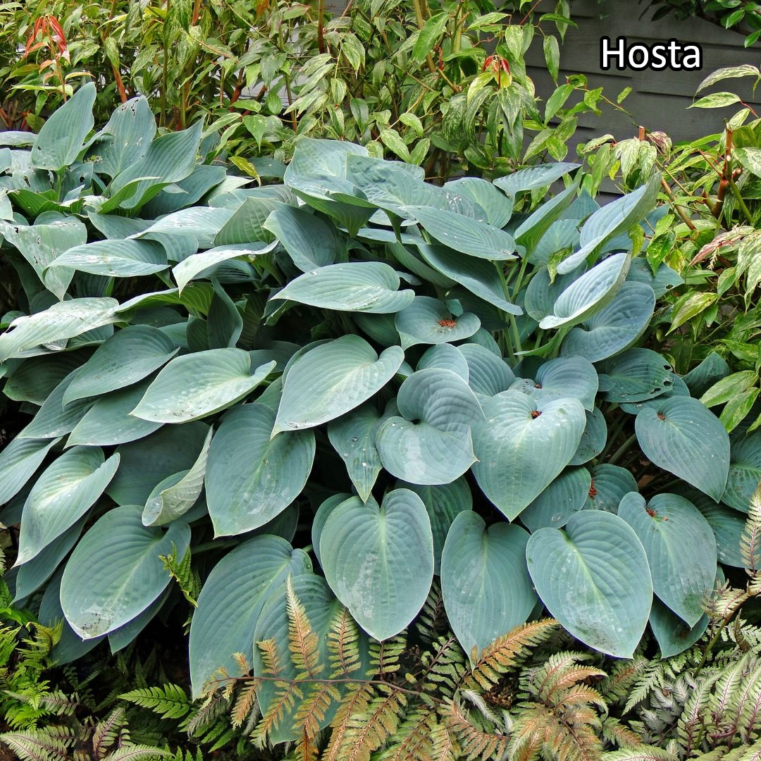 Borderpakket 'Schaduw' - 5m² - 50 planten