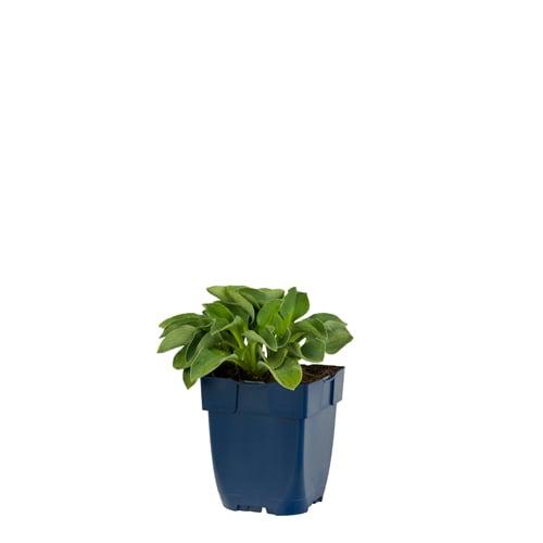 Hosta 'Blue Mouse Ears' - Hartlelie
