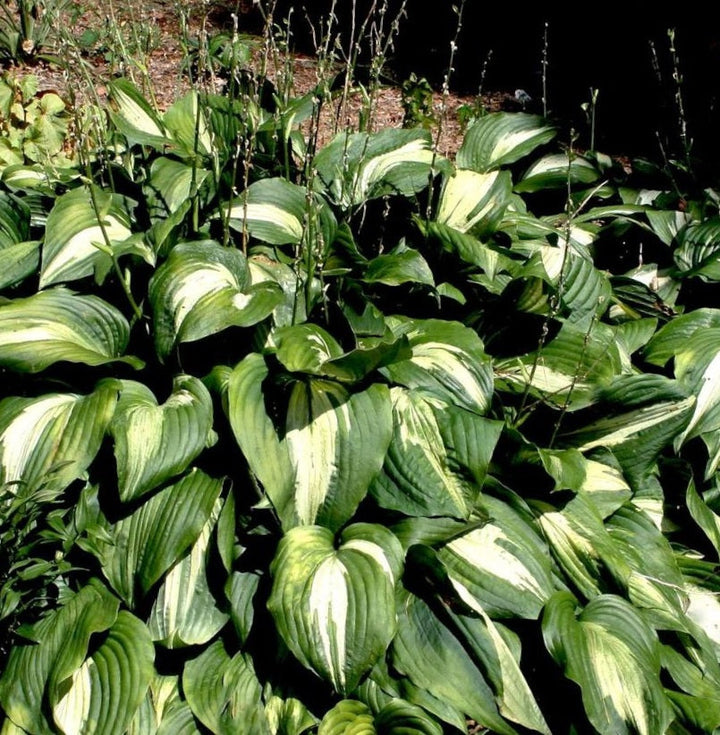 Hosta 'Night Before Christmas' - Hartlelie
