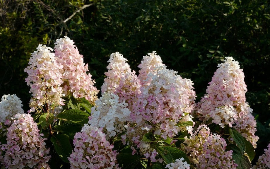 Hydrangea paniculata Baby Lace® - Kleinblijvende witte Pluimhortensia
