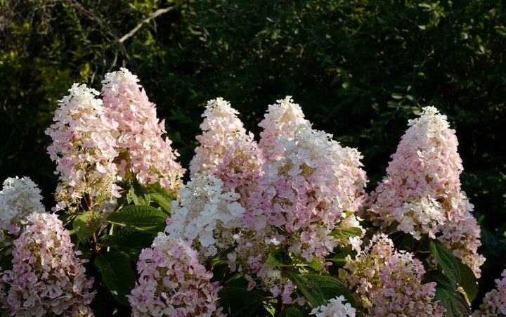 Hydrangea paniculata Baby Lace® - Kleinblijvende witte Pluimhortensia