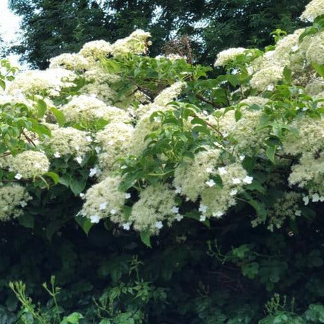 Hydrangea semiola - Klimhortensia