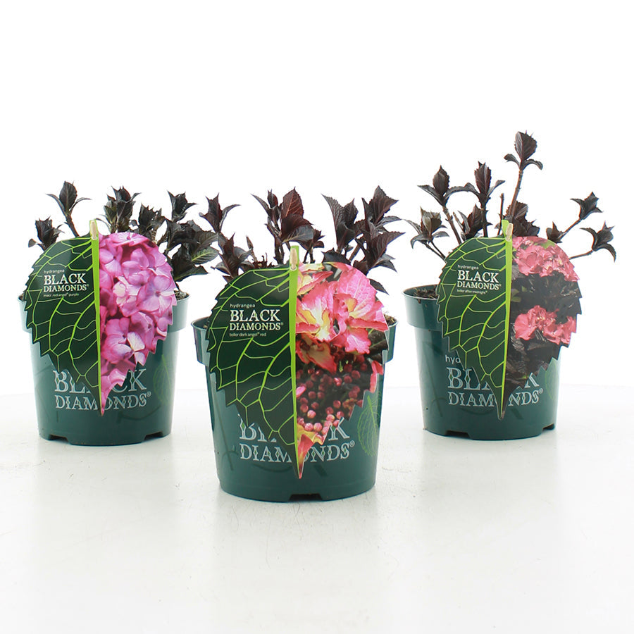 Hydrangea macrophylla 'Red Angel' - Black Diamonds® Collection
