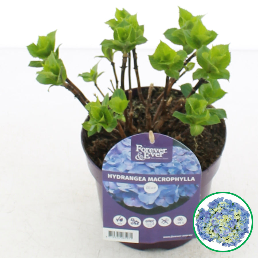 Hydrangea macrophylla 'Forever & Ever' - Blauw