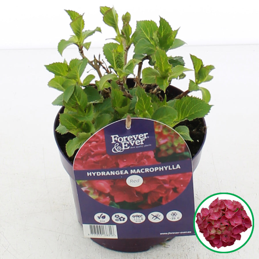 Hydrangea macrophylla 'Forever & Ever' - Rood