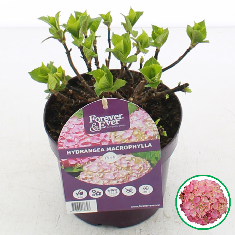 Hydrangea macrophylla 'Forever & Ever' - Roze
