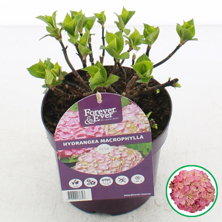 Hydrangea macrophylla 'Forever & Ever' - Roze