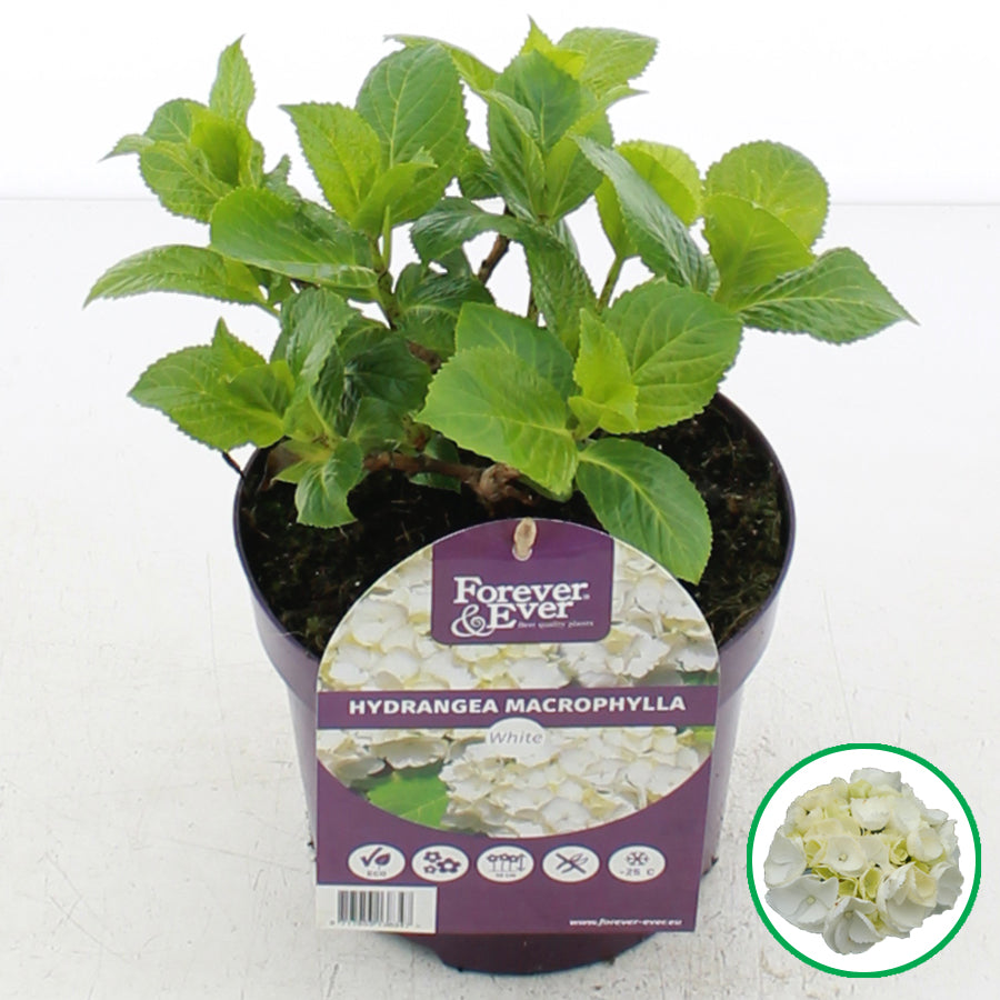 Hydrangea macrophylla 'Forever & Ever' - Wit