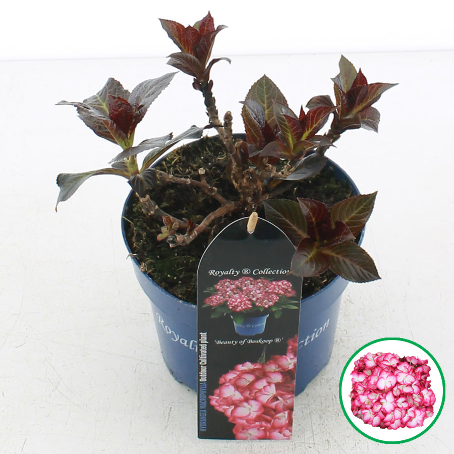 Hydrangea macrophylla 'Royalty Beauty of Boskoop' - Royalty Collection®