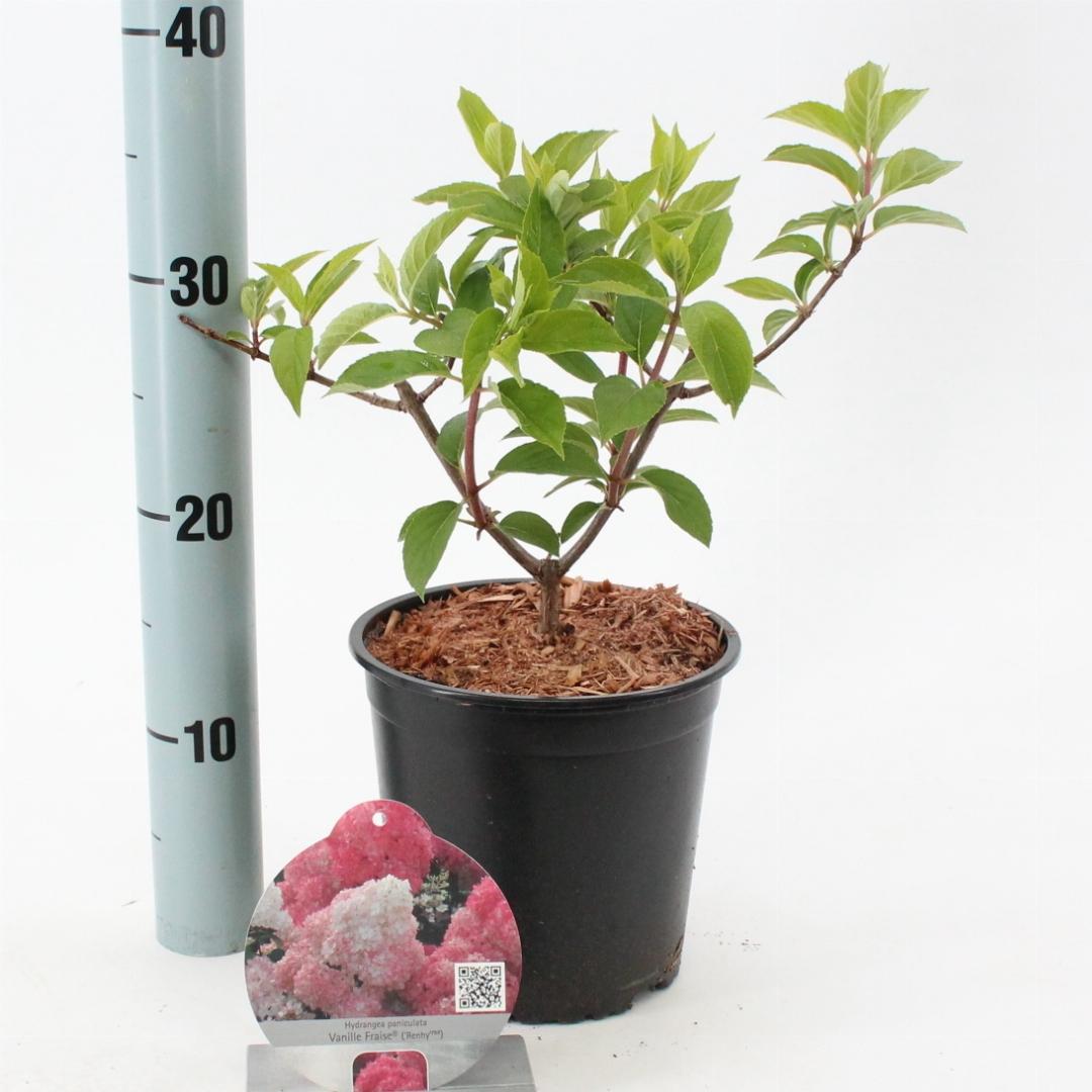 Hydrangea paniculata 'Vanille-Fraise' - Roze Pluimhortensia