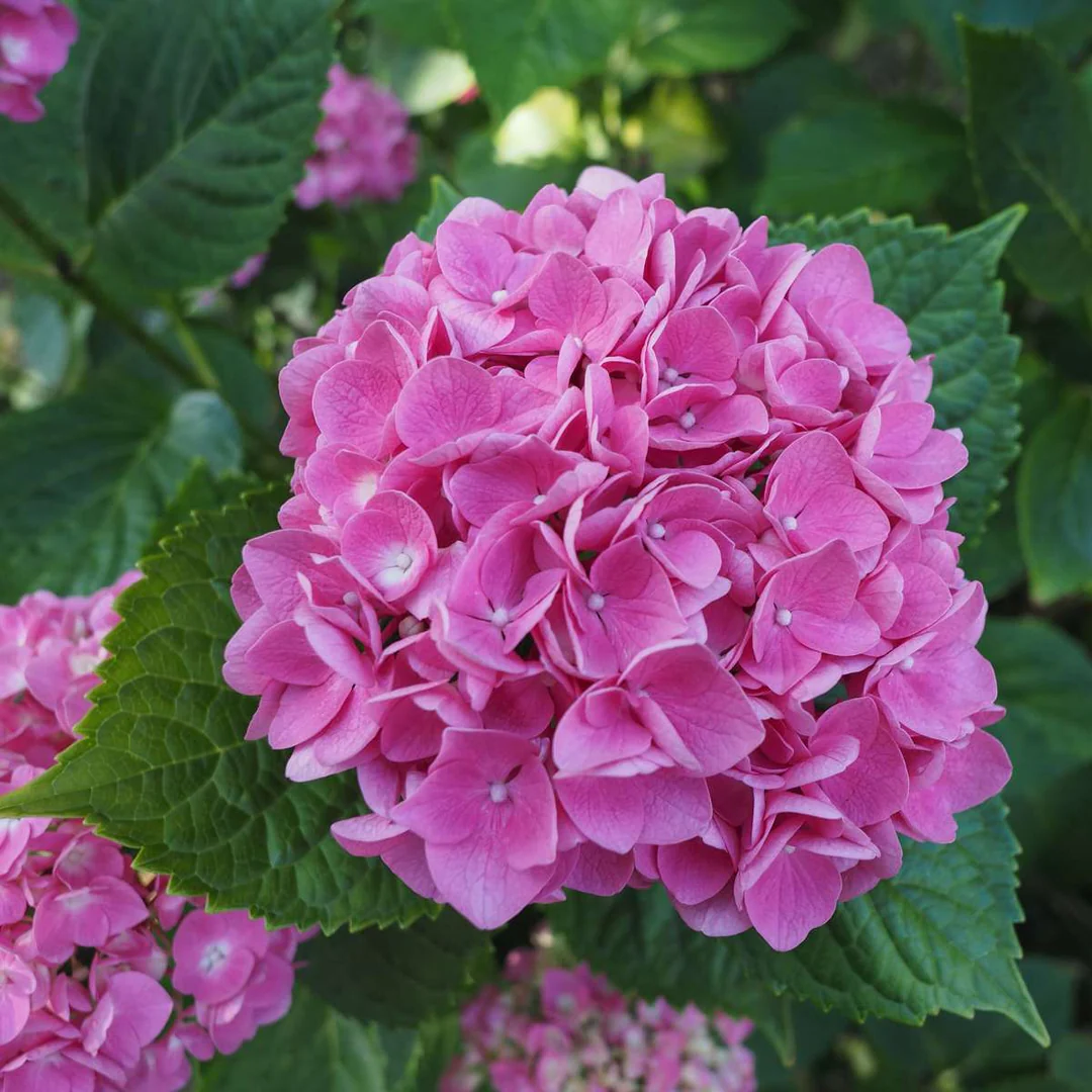 * UNIEK* Hydrangea Macrophylla - Boerenhortensia roze +/- 20 jaar oud - XXL in 45L pot (3 beschikbaar)