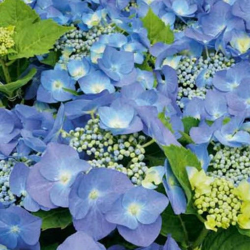 Hydrangea macrophylla 'Blaumeise' - Schermhortensia