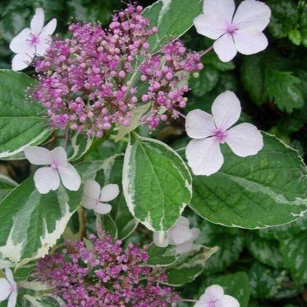Hydrangea macrophylla 'Tricolor' - Hortensia