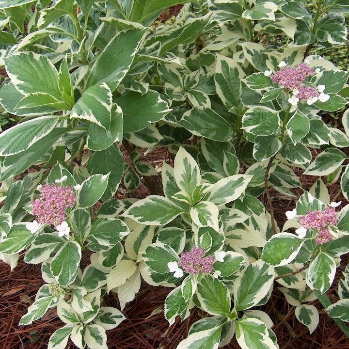 Hydrangea macrophylla 'Tricolor' - Hortensia
