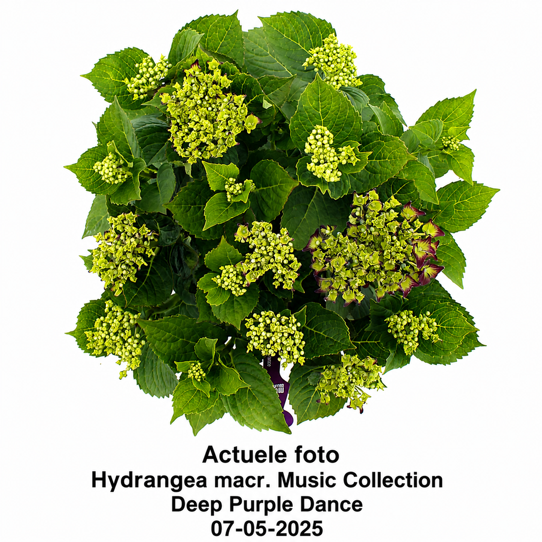 Hydrangea macrophylla 'Deep Purple Dance' - Music Collection®