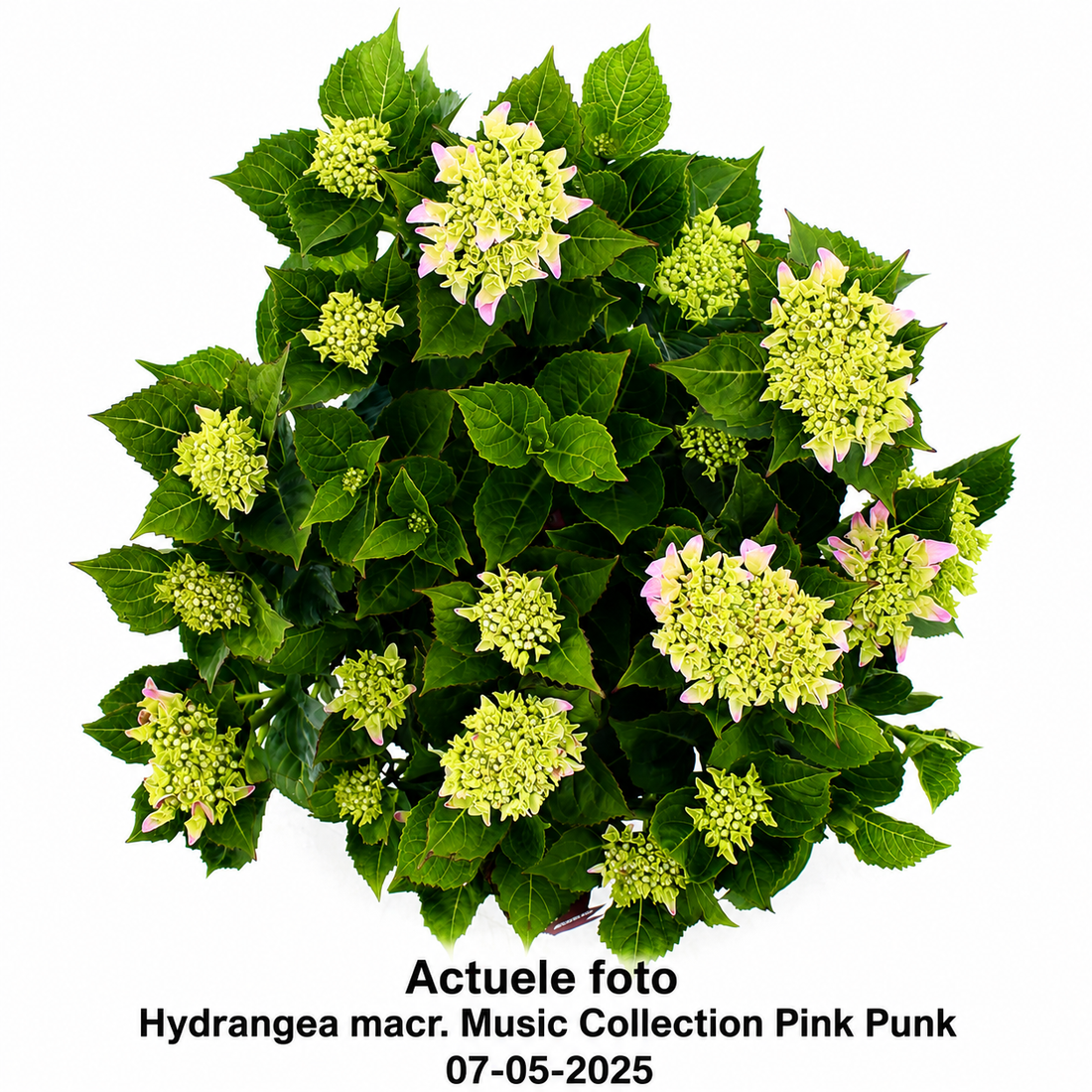 Hydrangea macrophylla 'Pink Punk' - Music Collection®