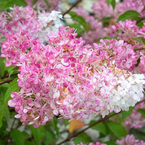 Hydrangea paniculata 'Sundae Fraise' - Pluimhortensia