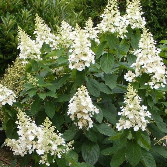 Hydrangea paniculata 'Kyushu' op stam - Pluimhortensia op stam
