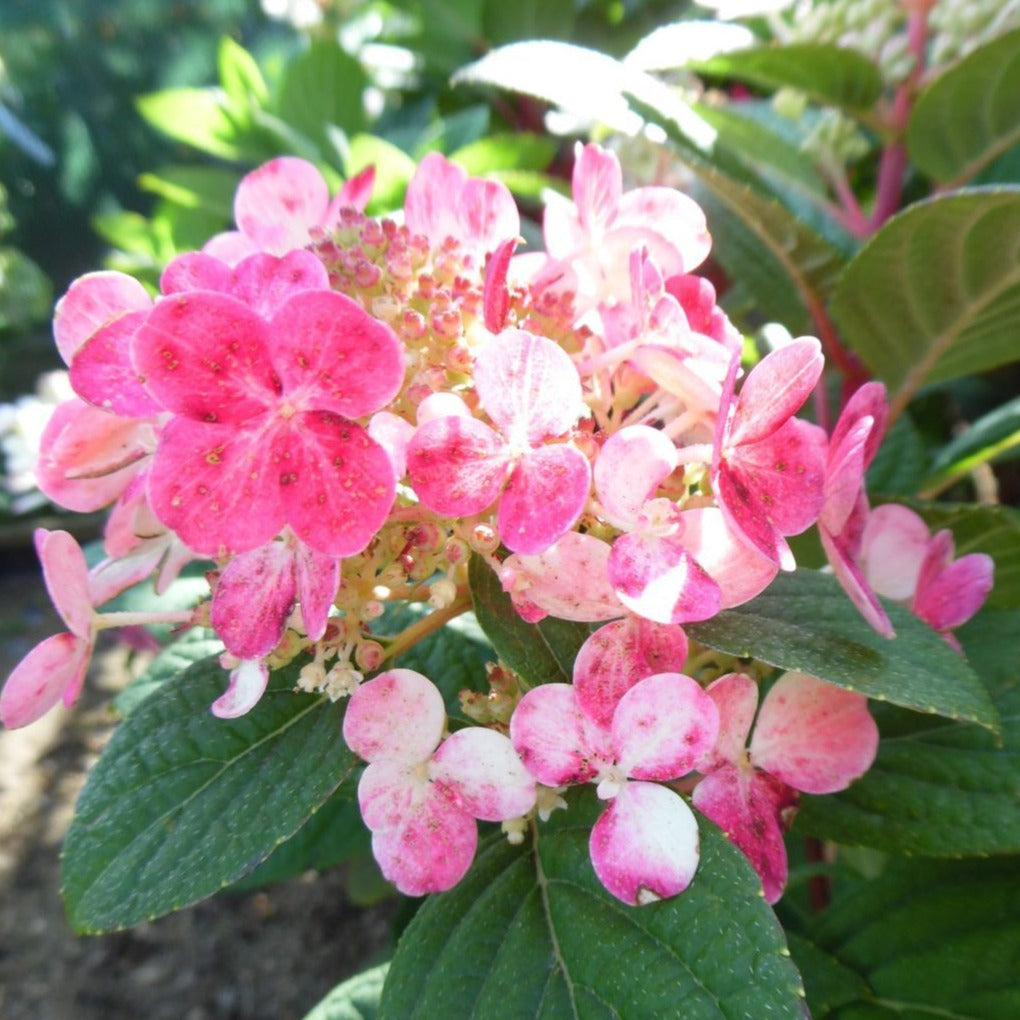 Hydrangea paniculata 'Little Quick Fire' - Pluimhortensia
