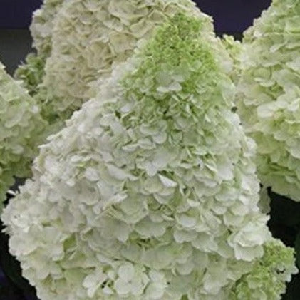 Hydrangea paniculata 'Silver Dollar' - Pluimhortensia