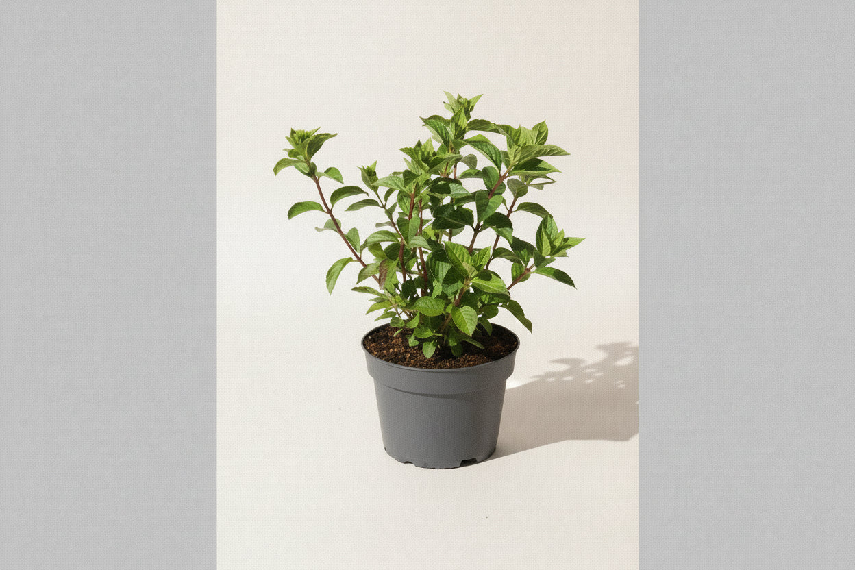 Hydrangea paniculata 'Diamant Rouge' - Pluimhortensia