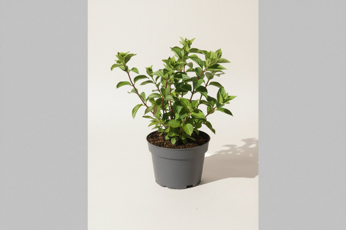 Hydrangea paniculata 'Diamant Rouge' - Pluimhortensia