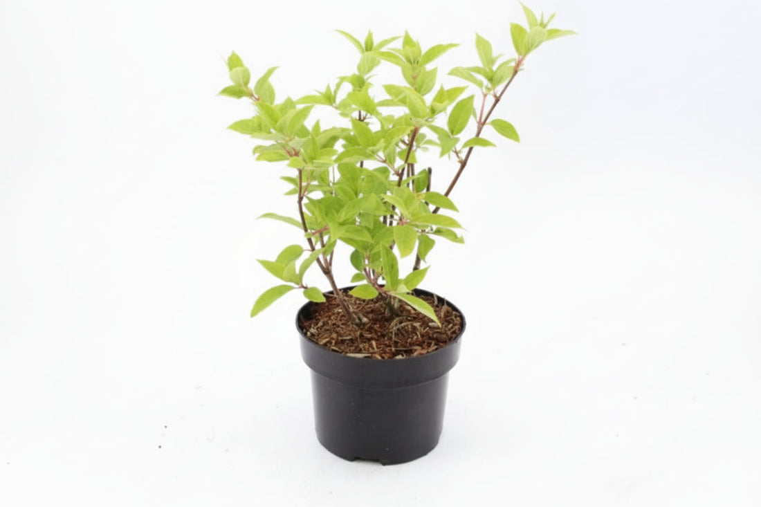 Hydrangea paniculata 'Phantom' -  Pluimhortensia