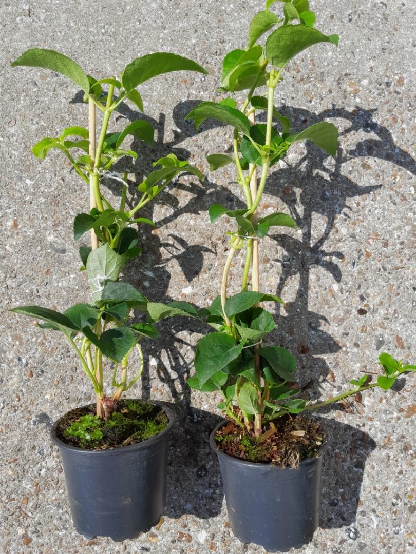Hydrangea petiolaris - Klimhortensia