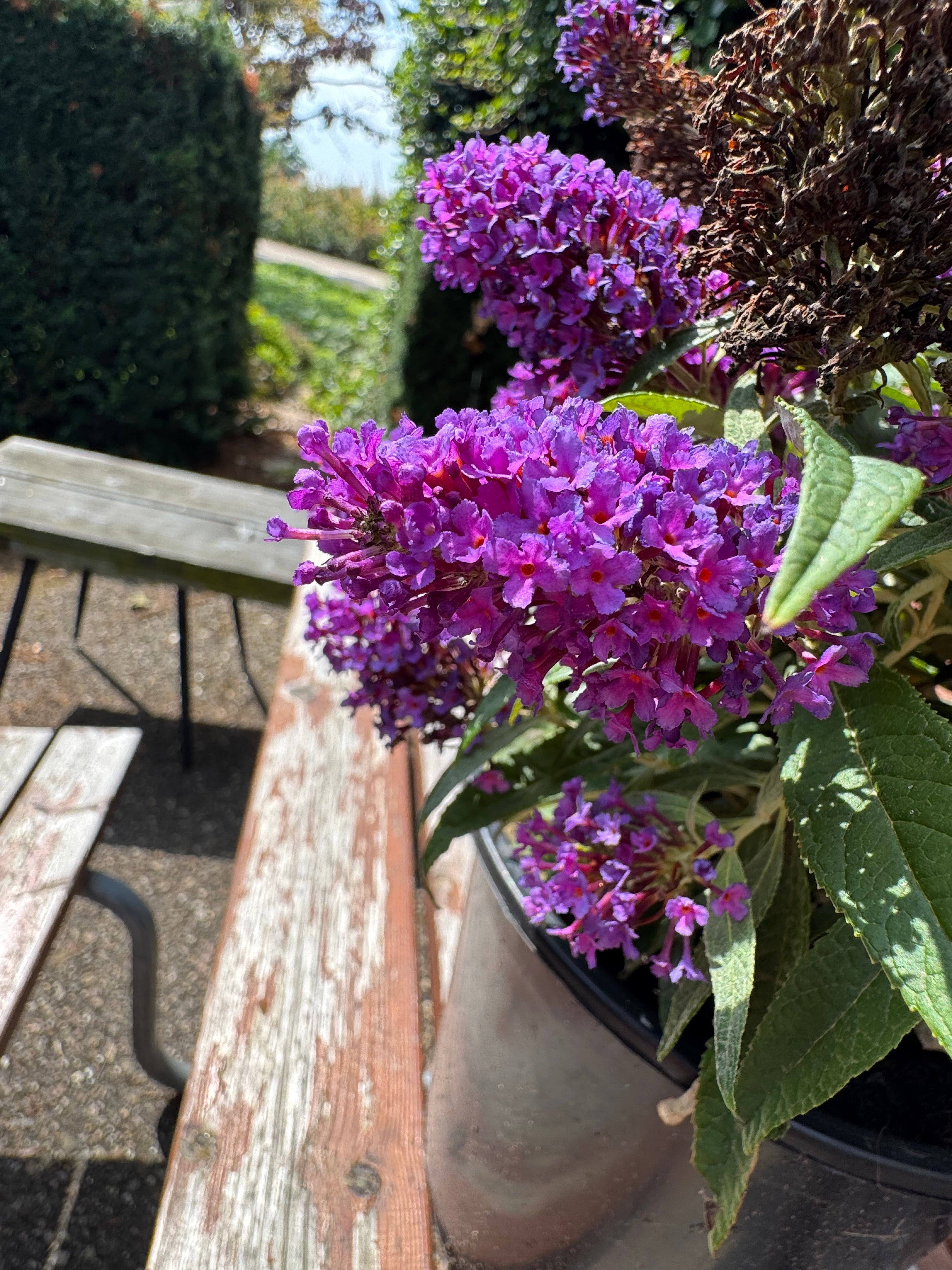 Buddleja Butterfly Candy 'Little Purple' - Paarse Dwergvlinder