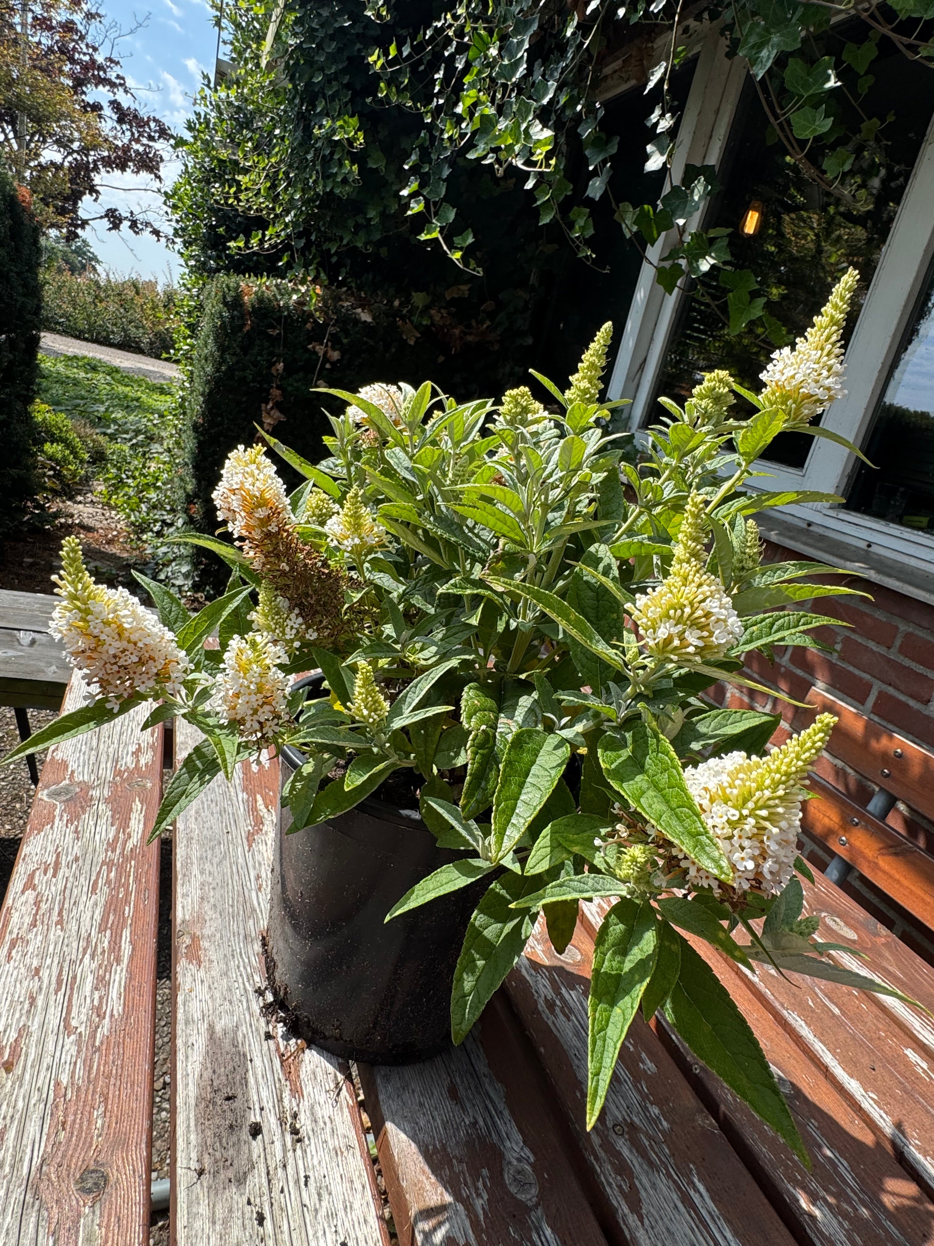 Buddleja Butterfly Candy 'Little White' - Witte Dwergvlinder