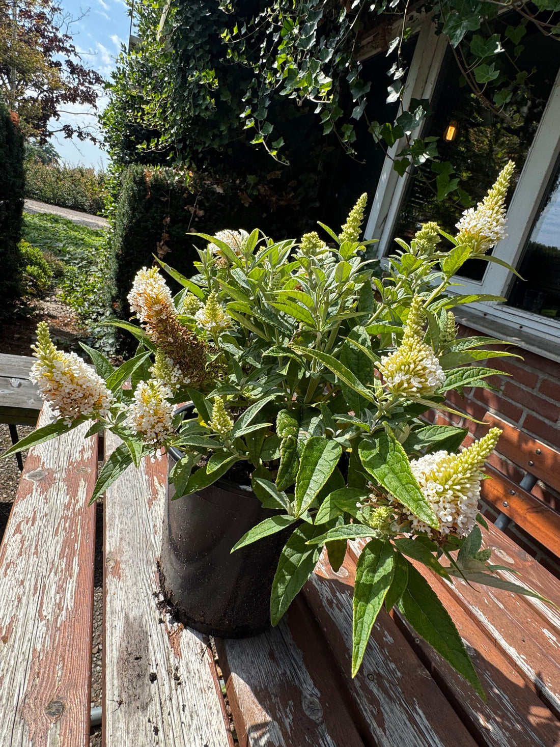 Buddleja Butterfly Candy 'Little White' - Witte Dwergvlinder