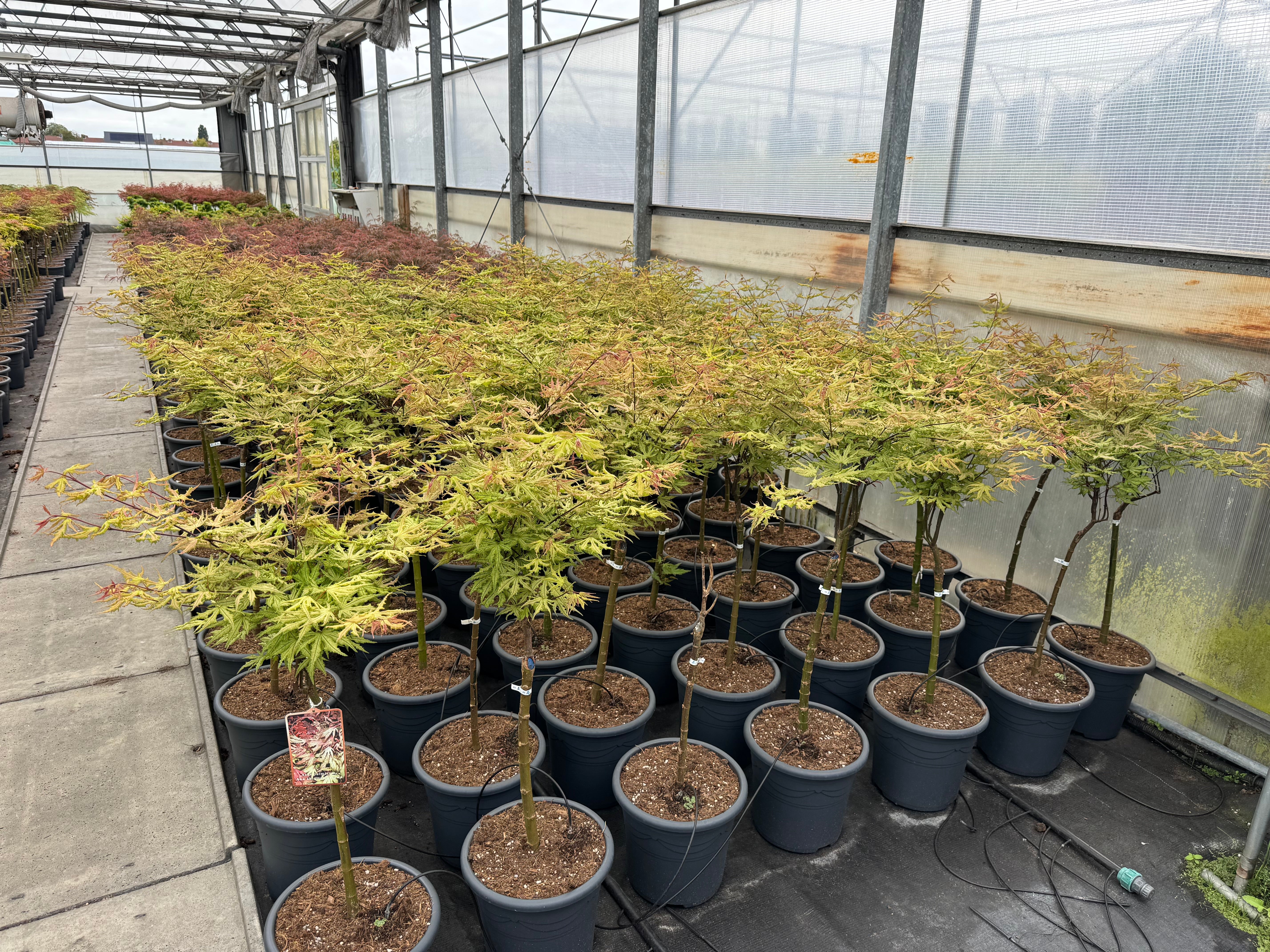 Acer palmatum ‘Aka-shigitatsu-sawa’ - Japanse esdoorn op stam