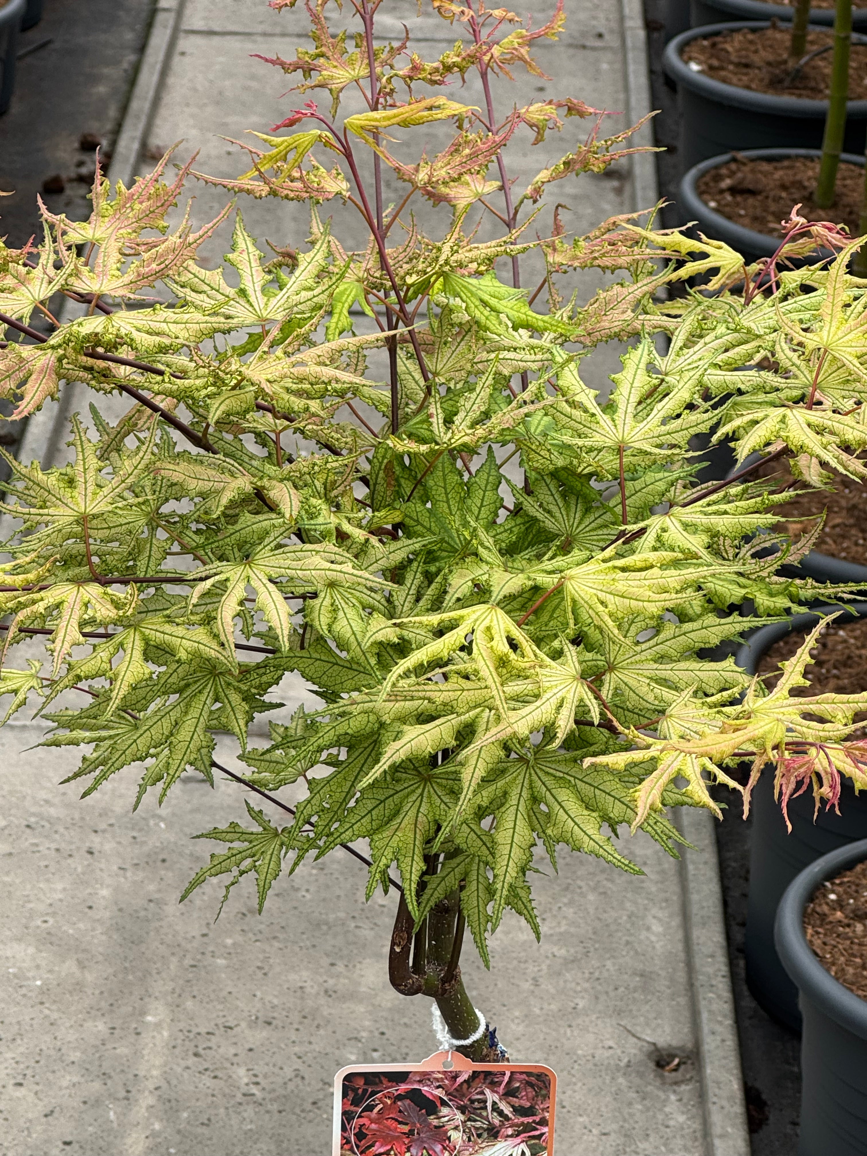Acer palmatum ‘Aka-shigitatsu-sawa’ - Japanse esdoorn op stam