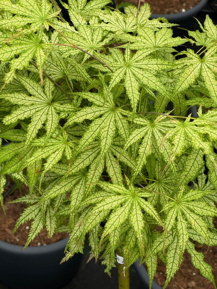 Acer palmatum ‘Peaches and Cream' - Japanse esdoorn op stam