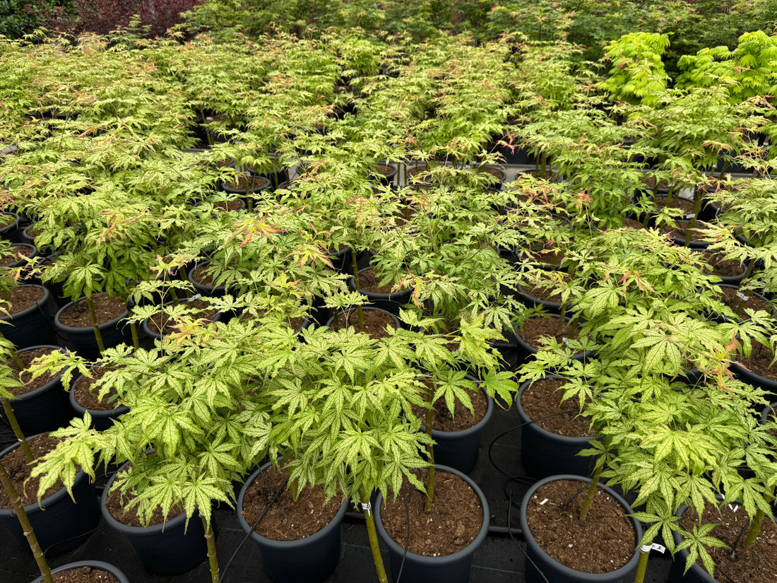 Acer palmatum ‘Peaches and Cream' - Japanse esdoorn op stam