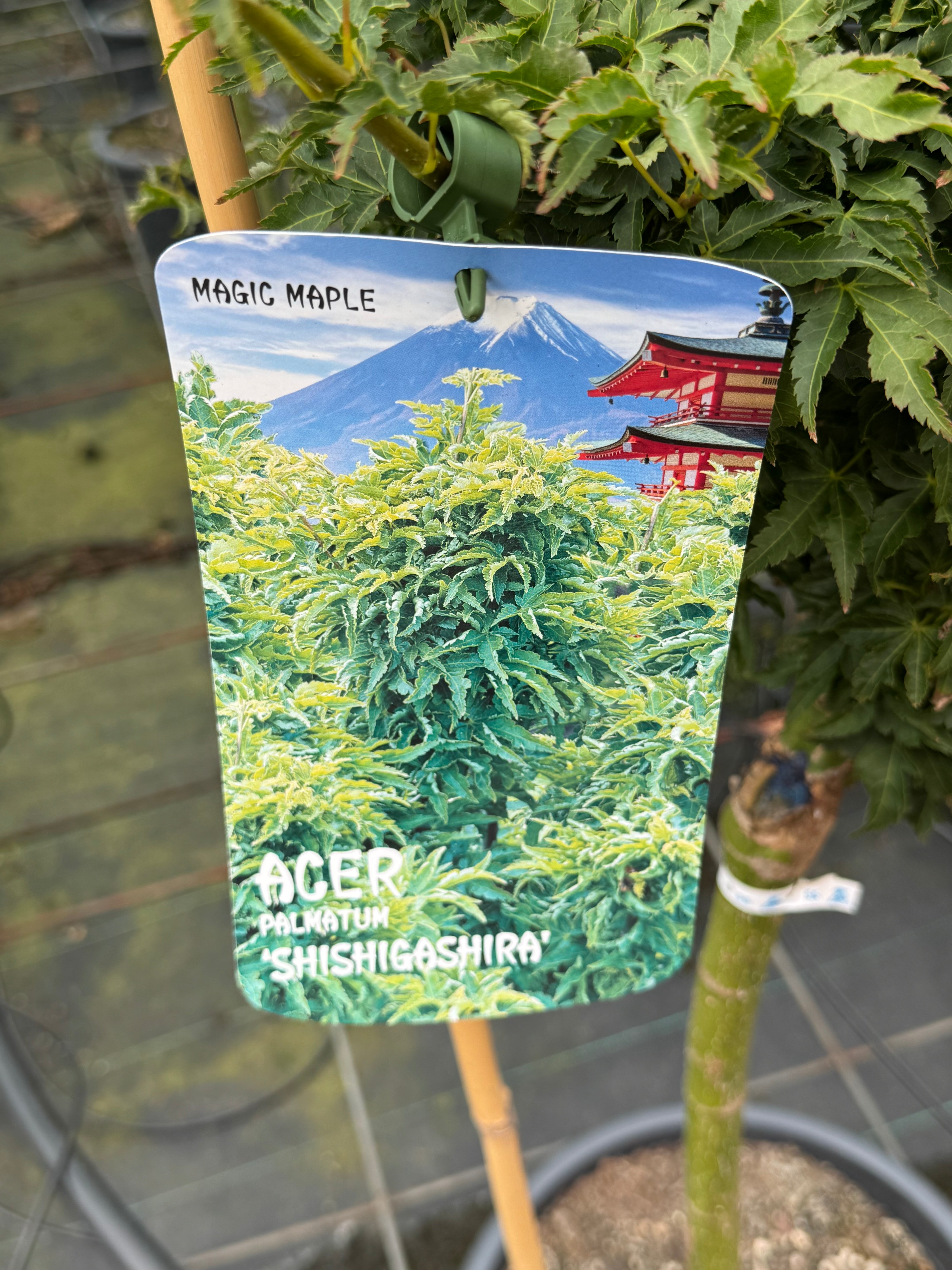 Acer palmatum 'Shishigashira' - Japanse esdoorn op stam