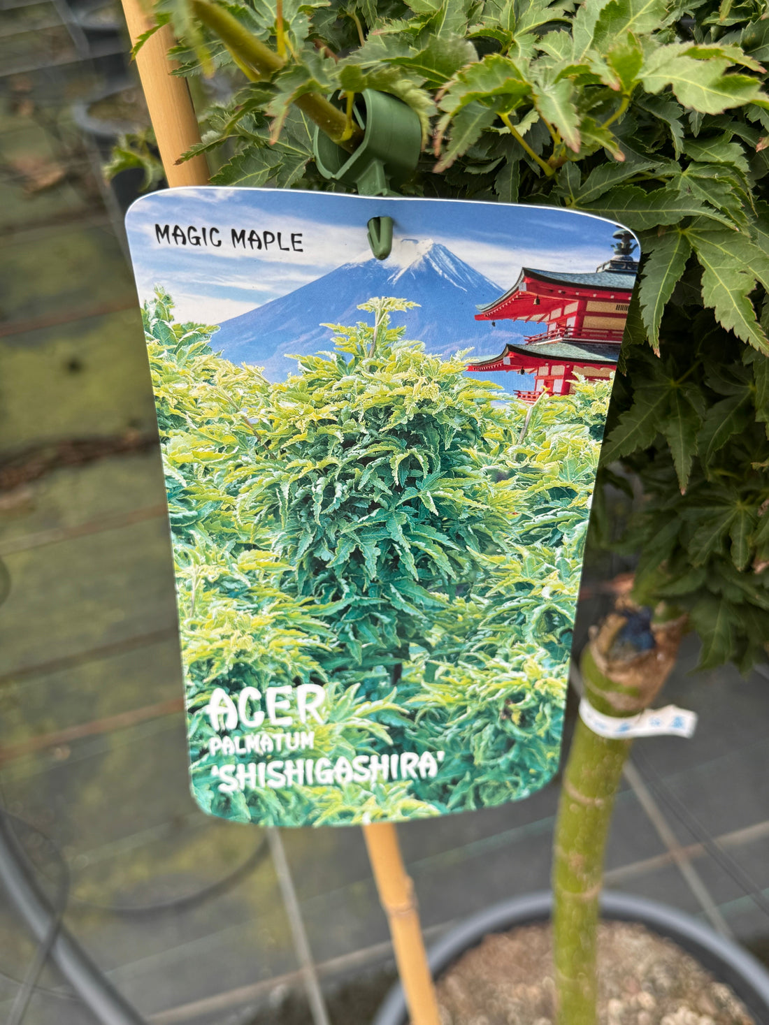 Acer palmatum 'Shishigashira' - Japanse esdoorn op stam