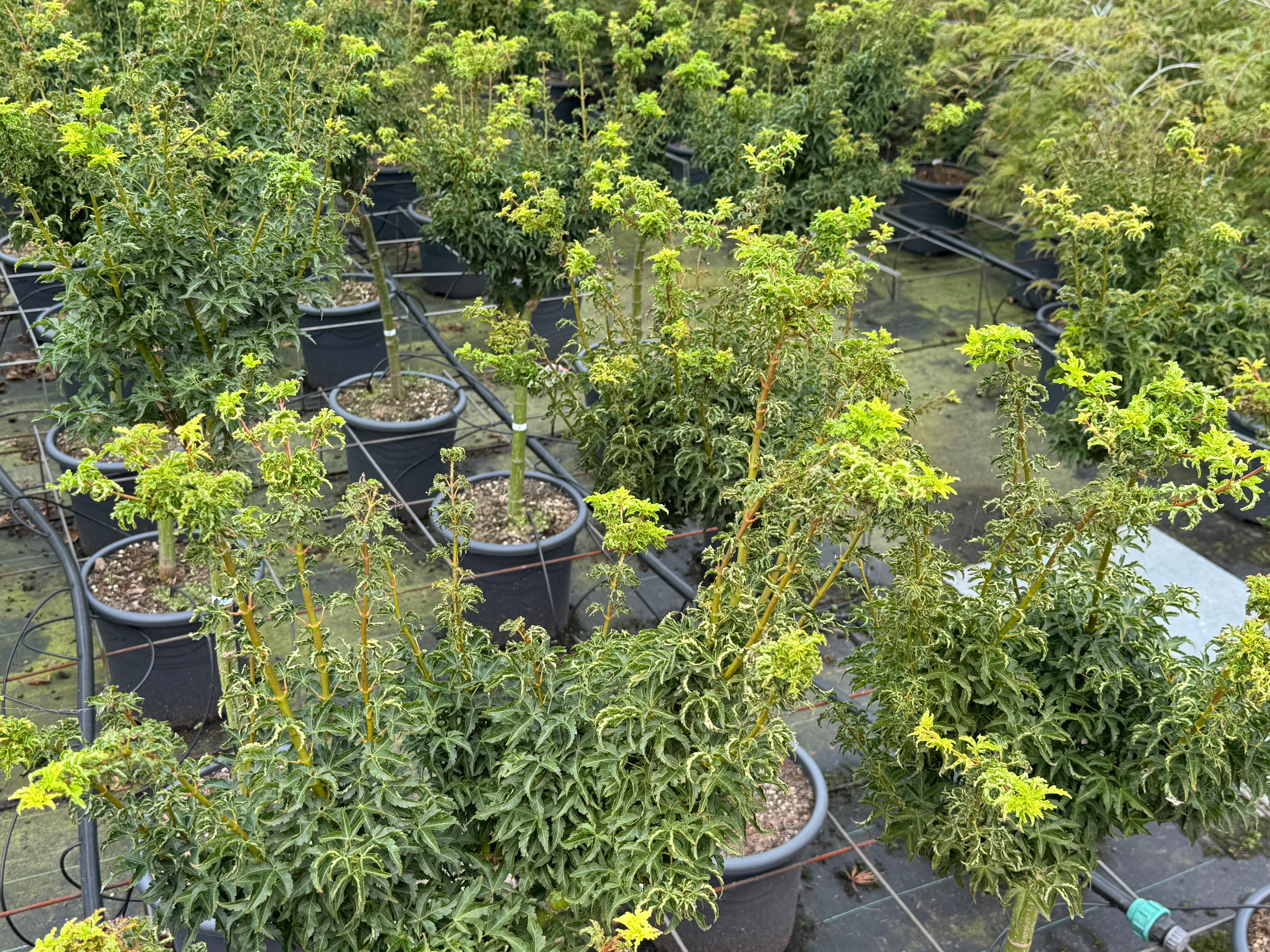 Acer palmatum 'Shishigashira' - Japanse esdoorn op stam