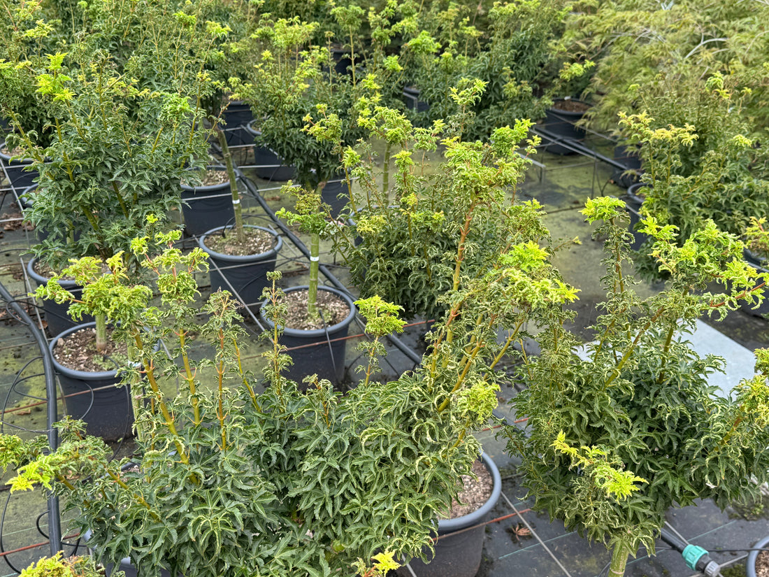 Acer palmatum 'Shishigashira' - Japanse esdoorn op stam