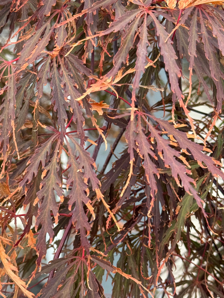 Acer palmatum ‘Tamukeyama’ – Japanse esdoorn (Spil of op stam)