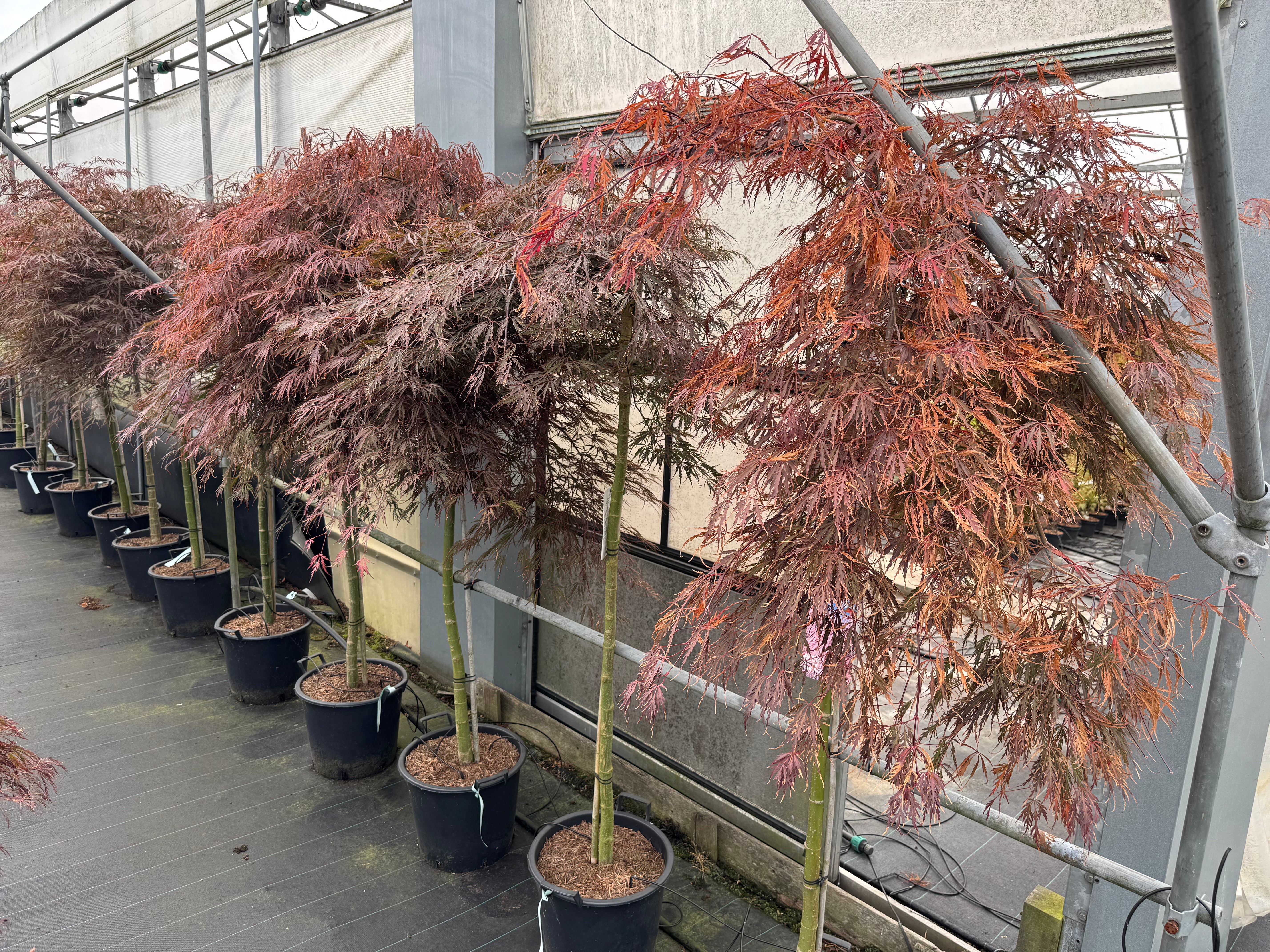 Acer palmatum ‘Tamukeyama’ – Japanse esdoorn (Spil of op stam)