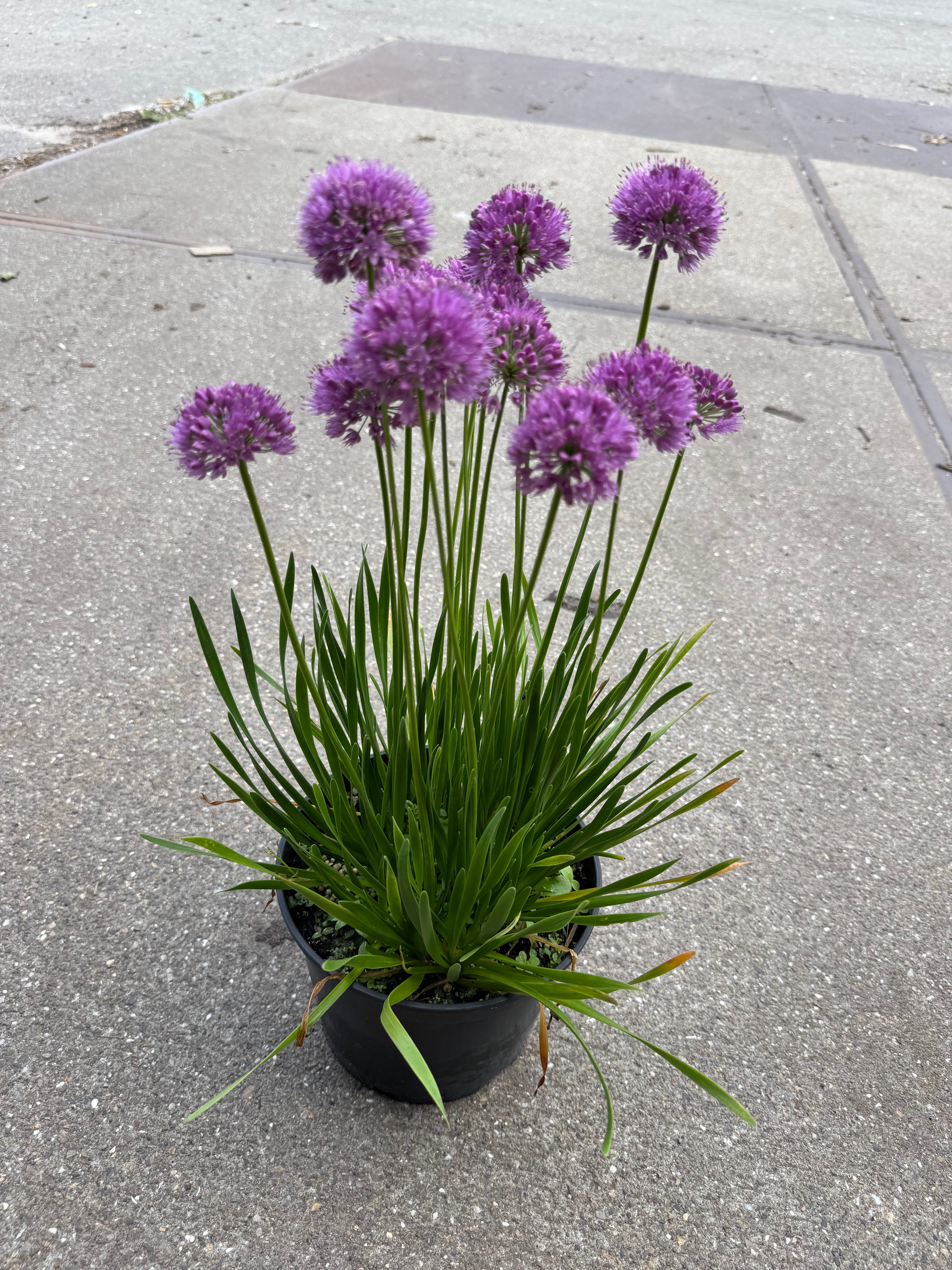 Allium 'Millenium' - Sierui